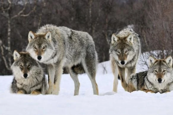 Австрийские ученые признали волков заботливее собак