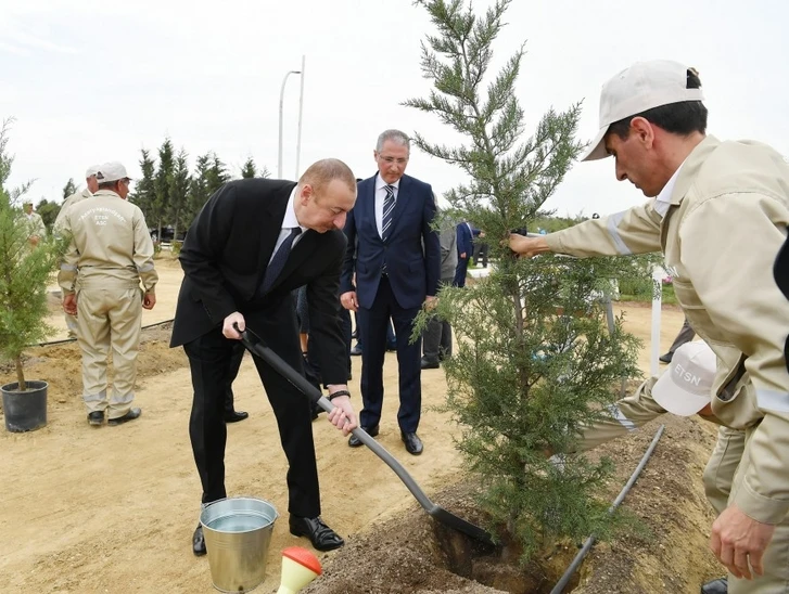Ильхам Алиев принял участие в акции по посадке деревьев - ФОТО
