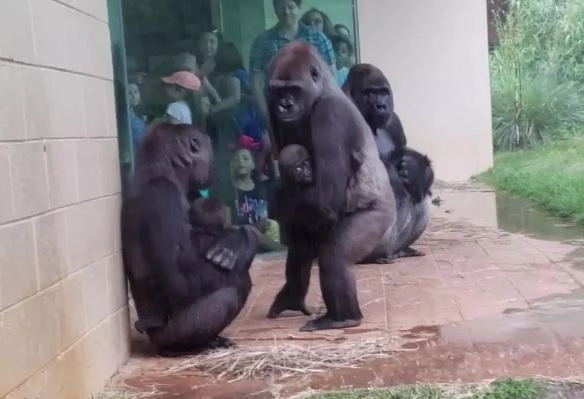Забавные попытки горилл спрятаться от дождя - ВИДЕО