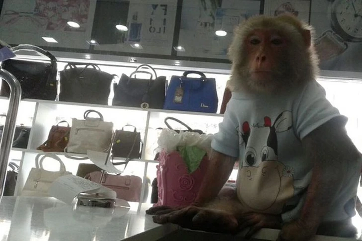 В Баку обезьяна откусила ухо фотографировавшегося с ней парня
