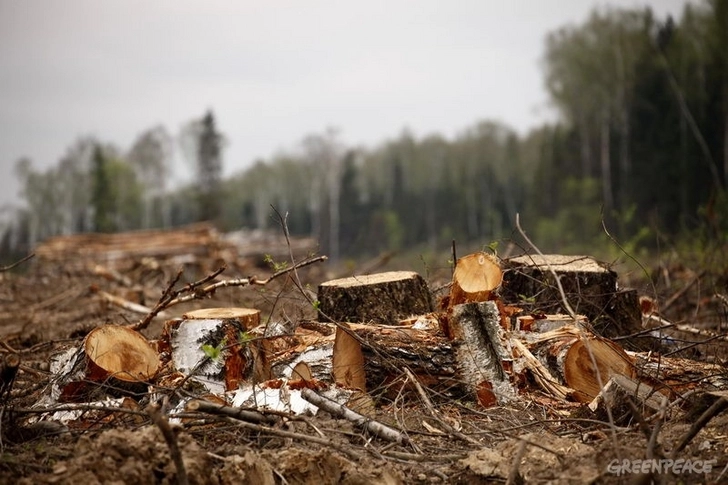 Минэколлогии и Генпрокуратура АР о незаконной вырубке деревьев