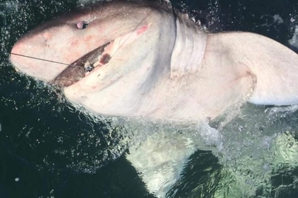 Женщина поймала редкую акулу весом в полтонны