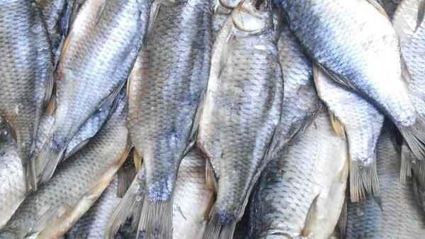 В Товузе 5 человек отравились рыбой