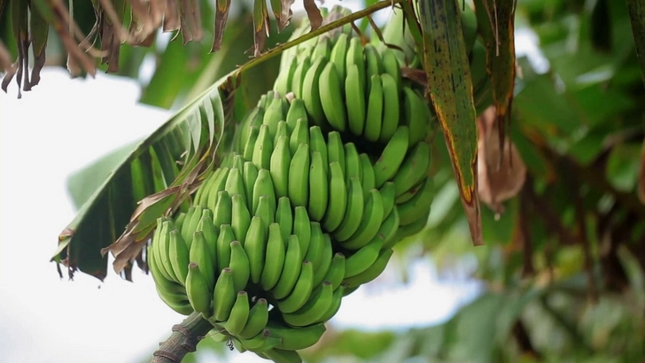 В Кюрдамире впервые вырастили бананы - ВИДЕО