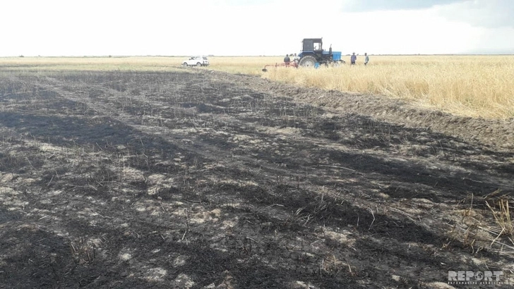 В Кюрдамире произошел пожар на нескошенном зерновом поле