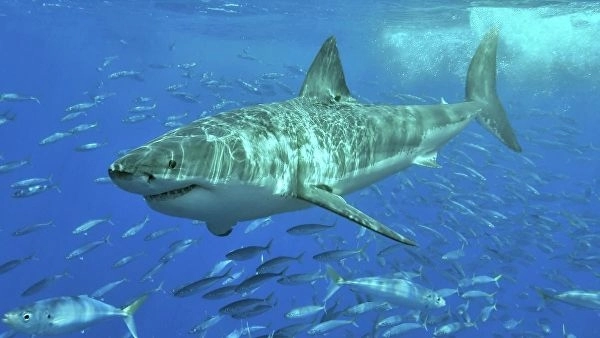 В США туристка плавала с акулой, не зная об этом - ВИДЕО