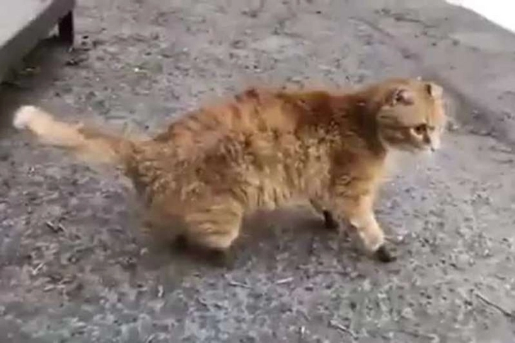 В России снова смог ходить кот без лапок