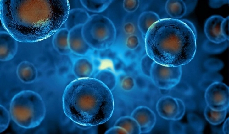 В Японии смогли вырастить стволовые клетки в обычном клее