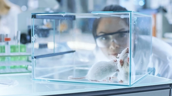 Ученые продлили жизнь старым мышам при помощи белков «молодой крови»
