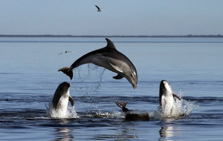 Ученые зафиксировали аномально высокую смертность дельфинов