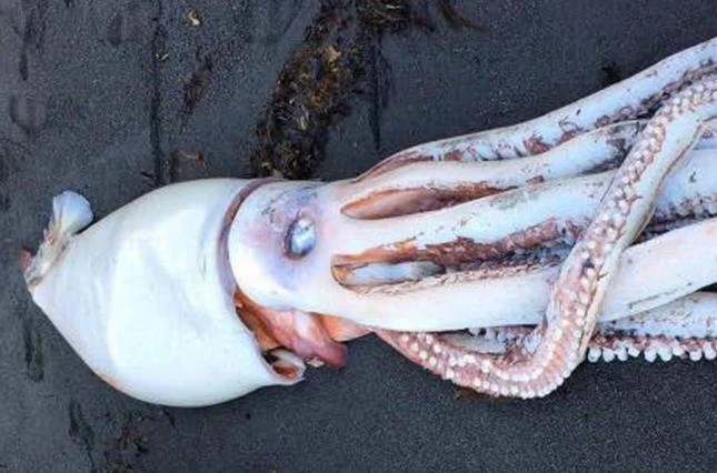Ученые обнаружили гигантского кальмара