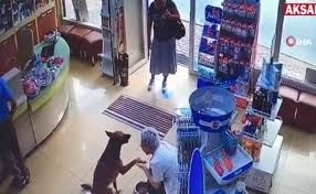 Раненый пес сам пришел в аптеку и попросил о помощи  – ВИДЕО