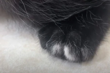 Найден котенок с аномальным количеством пальцев
