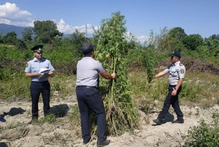 В Огузе уничтожено более трех тонн наркотических растений - ФОТО