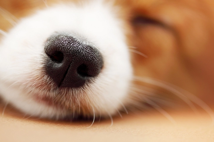 В Китае создали систему распознавания собак по отпечатку носа