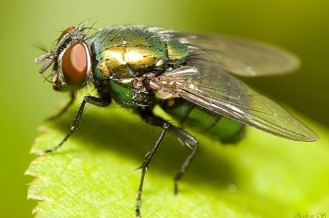 Ученые обнаружили, что насекомые страдают от хронических болей