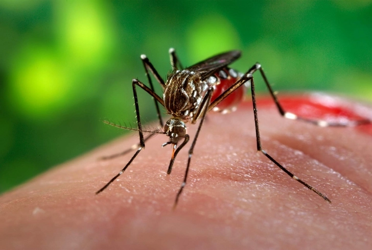 В Танзании более 6,5 тысячи человек заразились лихорадкой денге