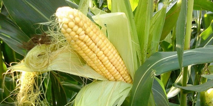 Впервые в Азербайджане началось производство гибридных семян кукурузы