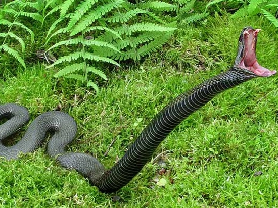 В Агдаше убита 5,5-метровая змея – ФОТО