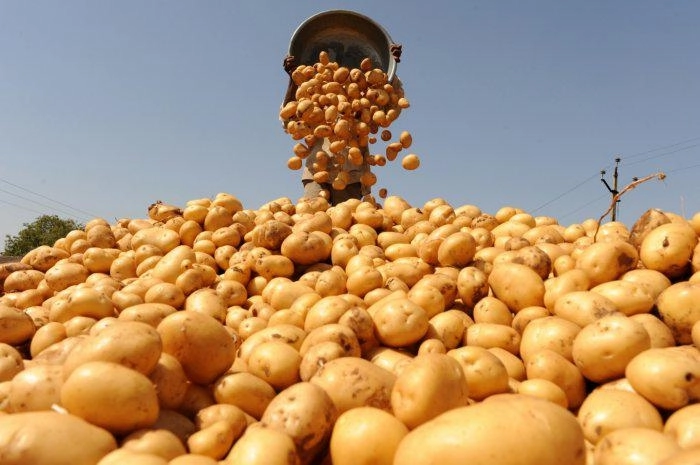 Азербайджанские ученые придумали «человеческие» названия для новых сортов картофеля