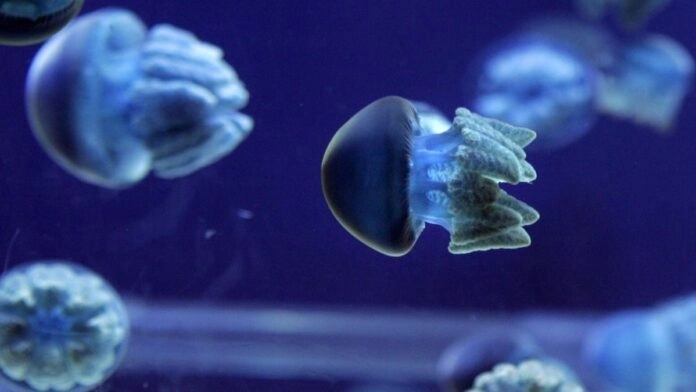 На берег Азовского моря выбросило множество мертвых медуз - ВИДЕО