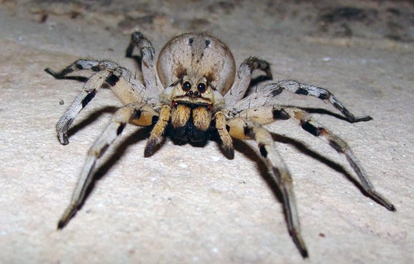 На Алтае обнаружили новый вид паука-волка - ФОТО