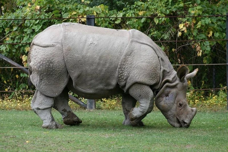 Во Франции нашли челюсть носорога возрастом 24 млн лет - ФОТО