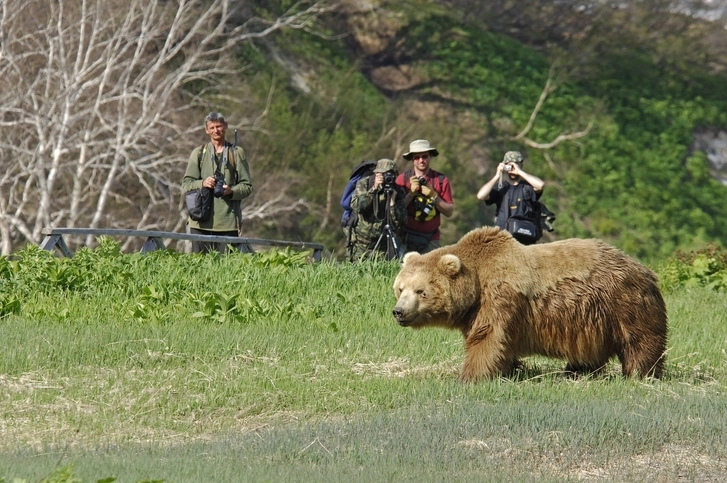 Медведи перекрыли дорогу туристам