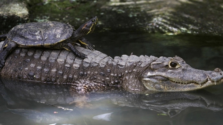 Крокодил съел питбуля