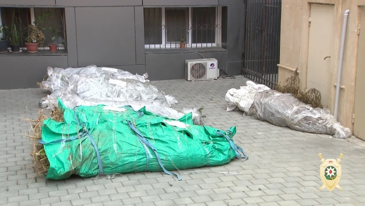 Полиция обнаружила около тонны конопли в Маштаге