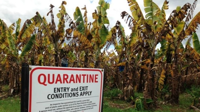 Эпидемия: ученые заявили об угрозе исчезновения бананов