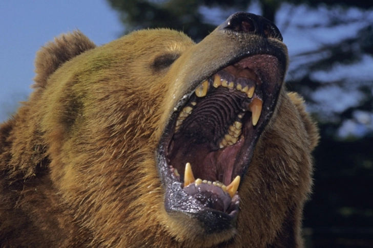 Медведь напал на россиянку и получил от ее приятеля ножом в глаз
