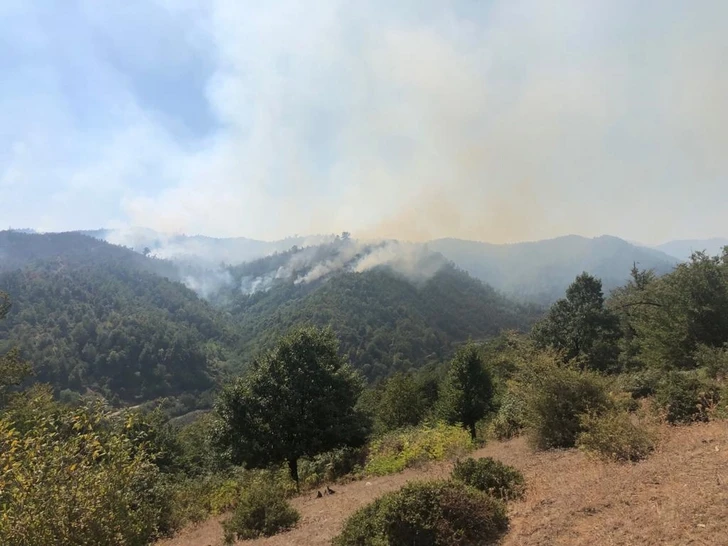 МЭПР: В Гирканском национальном парке предотвращено распространение пожара