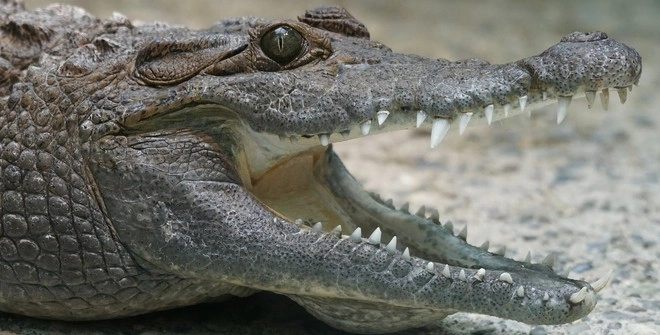 Крокодил Фиделя Кастро напал на шведского пенсионера