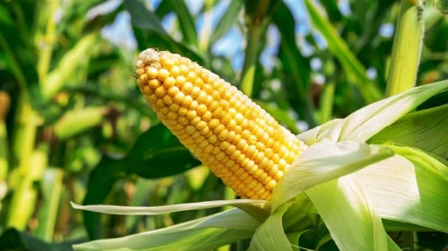 В Азербайджане начата организация гибридного семеноводства кукурузы
