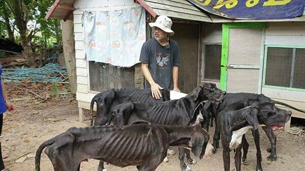 Король Таиланда приютил 13 собак, погибающих от голода
