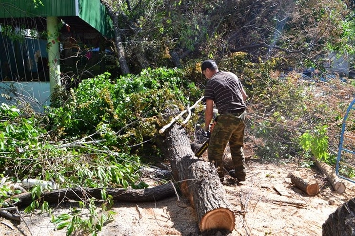 Жителя Товуза оштрафовали на 2360 манатов за срубленное дерево