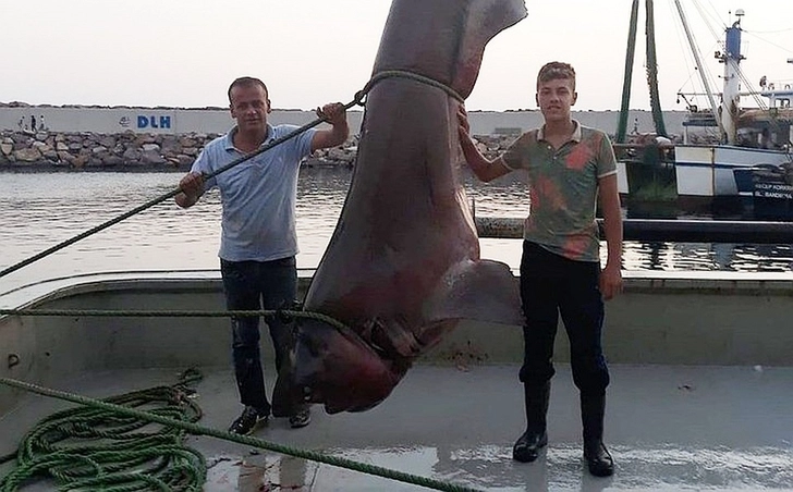 Турецкие рыбаки выловили пятиметровую акулу весом около тонны – ВИДЕО