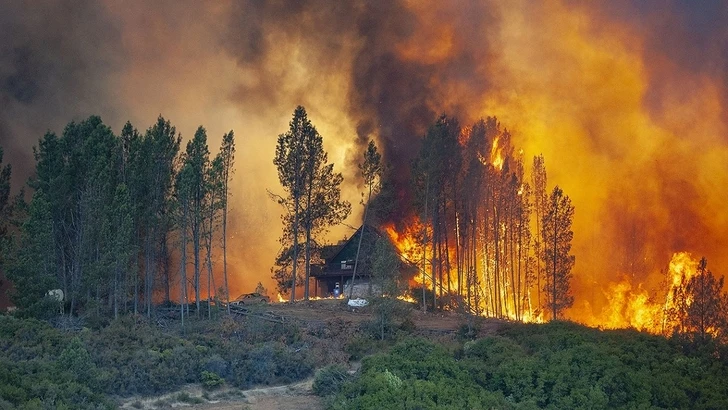 В Габале в лесу вспыхнул пожар