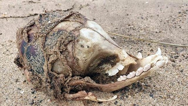 Эксперты разгадали тайну черепа чудовища без глазниц