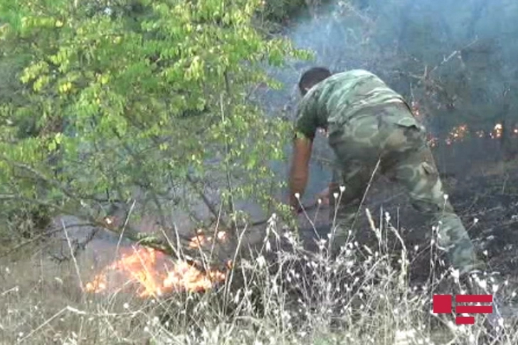 Лесные пожары в Габале, Исмайыллы, Гусаре, Барде и Агсу полностью потушены