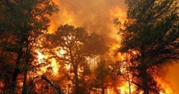 Лесной пожар в Гахе потушен – ОБНОВЛЕНО