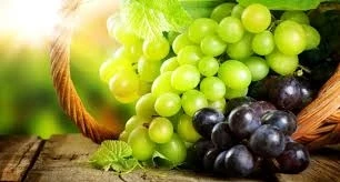 В Шамахы учрежден первый кооператив в сфере виноградарства – ФОТО