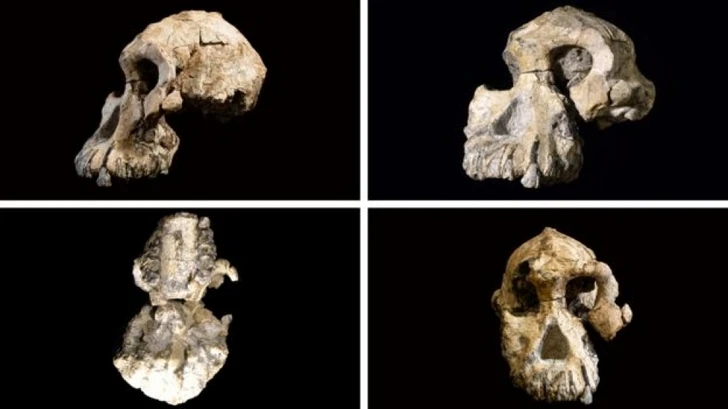 В Эфиопии нашли череп, меняющий представление о наших предках