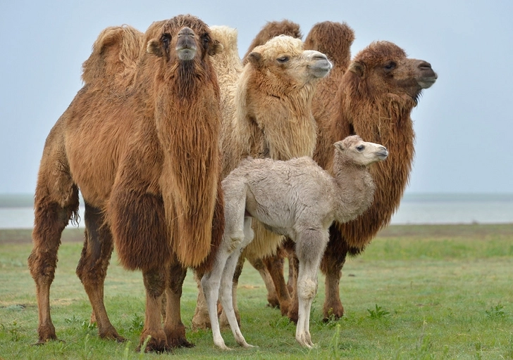 Европейский союз откроет в Азербайджане верблюжью ферму