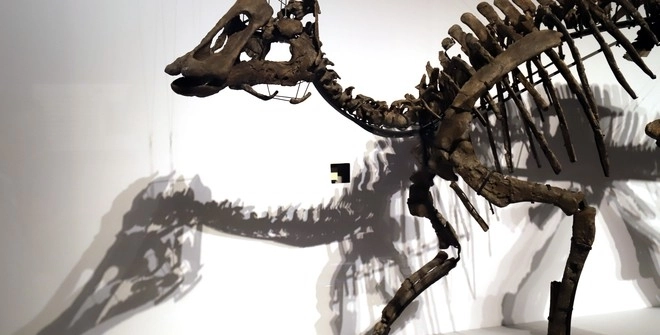 Палеонтологи нашли скелет неизвестного ранее динозавра – ФОТО