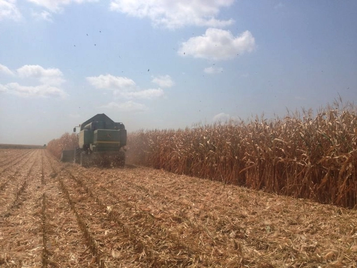 Азербайджан начал экспортировать кукурузу