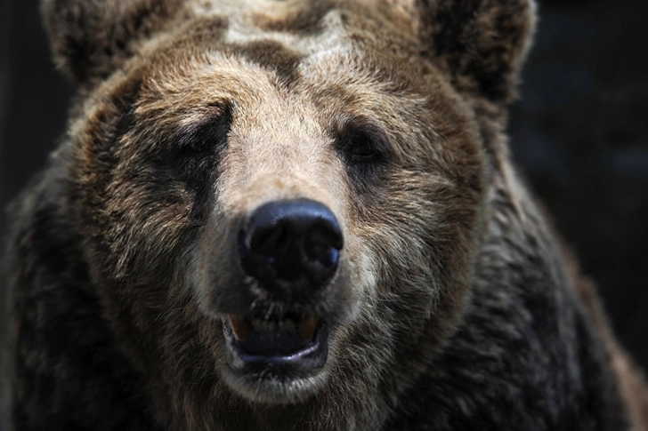 В Армении при нападении медведя погиб польский турист