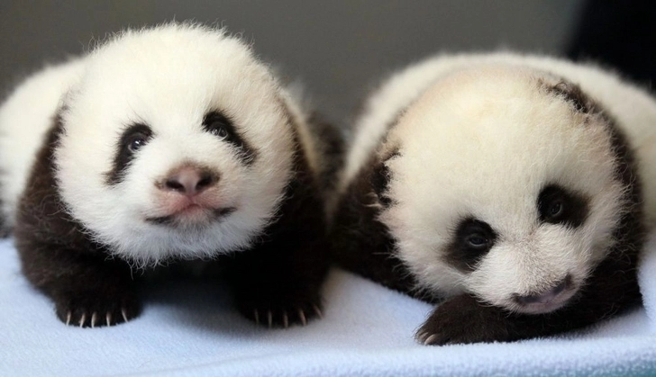 В Берлинском зоопарке растут панды-близнецы - ВИДЕО