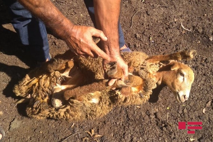 Лянкяранские фермеры обеспокоены массовой гибелью животных  - ФОТО